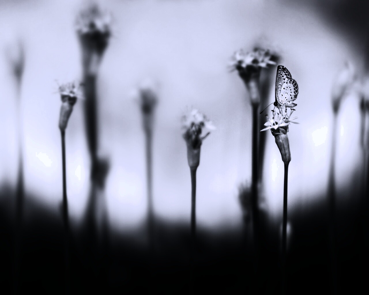 Бабочка на цветке обои