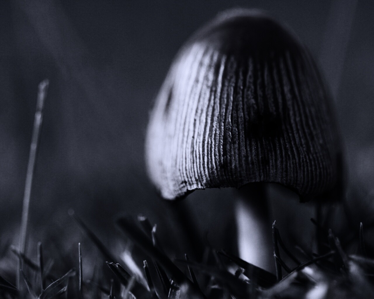 Поганка обои