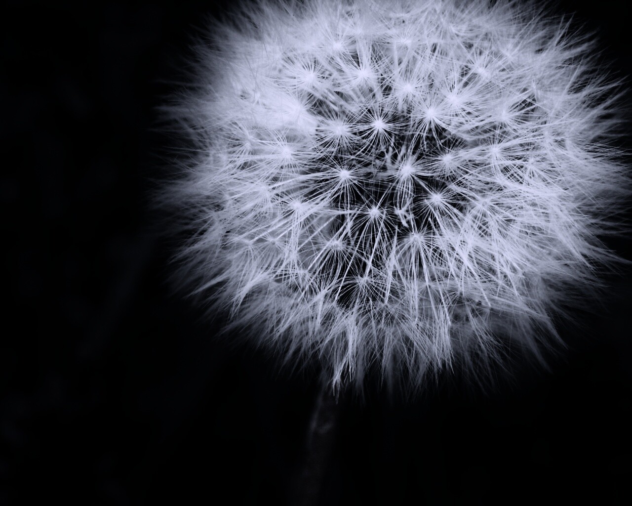 Одуванчик обои