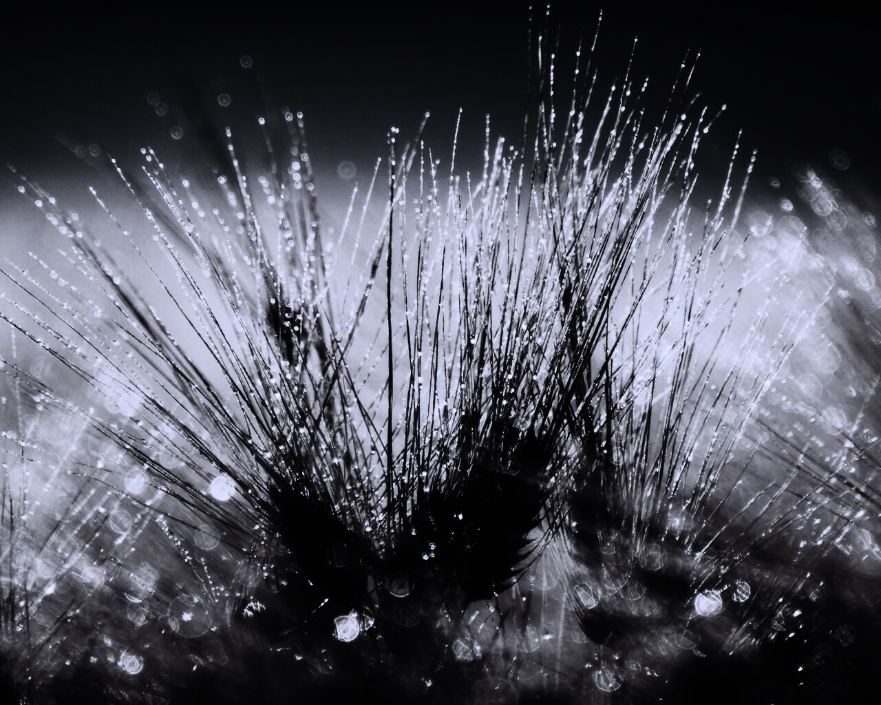 Трава на солнце обои