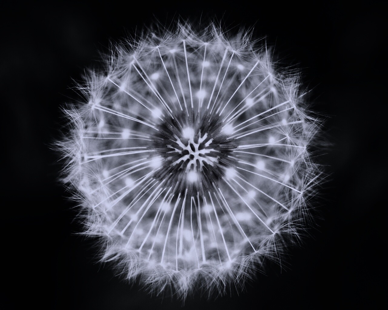 Макро фотография одуванчика обои