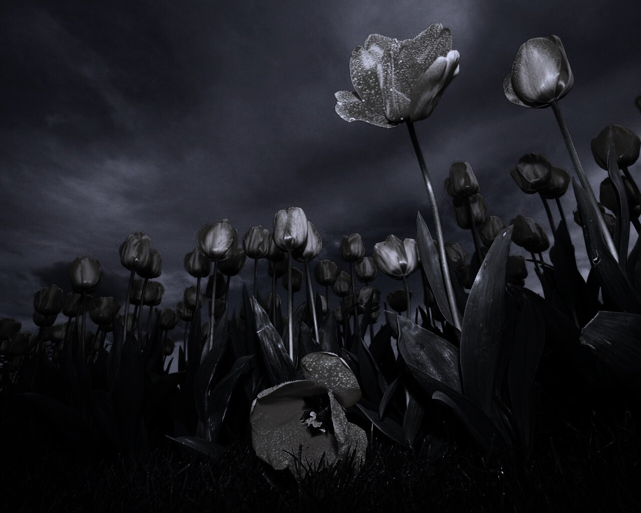 Жёлтые тюльпаны обои