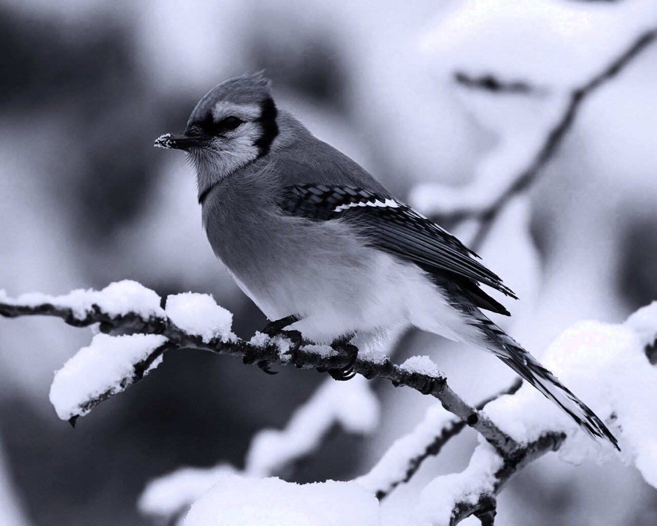 Маленькая синяя птичка обои