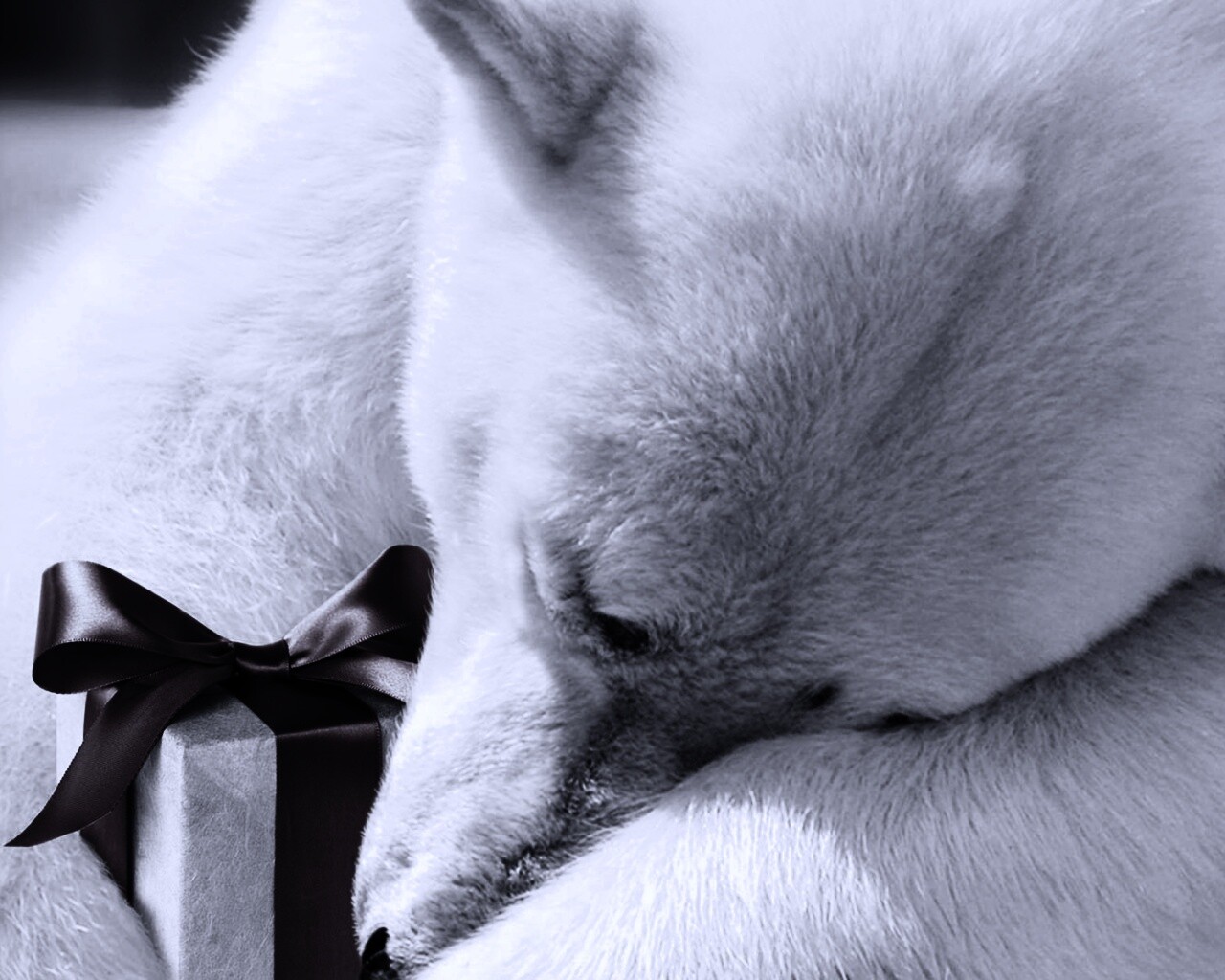 Белый мишка с подарком обои