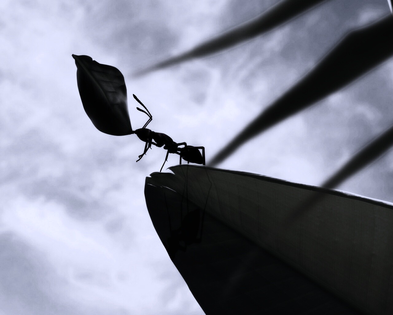 Муравей тащит лист обои