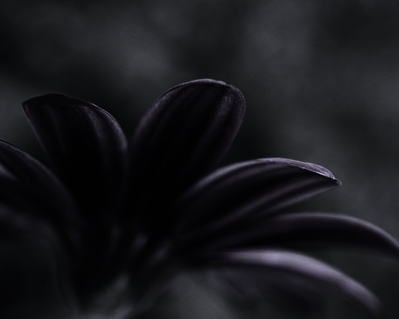 Макро фото цветка обои