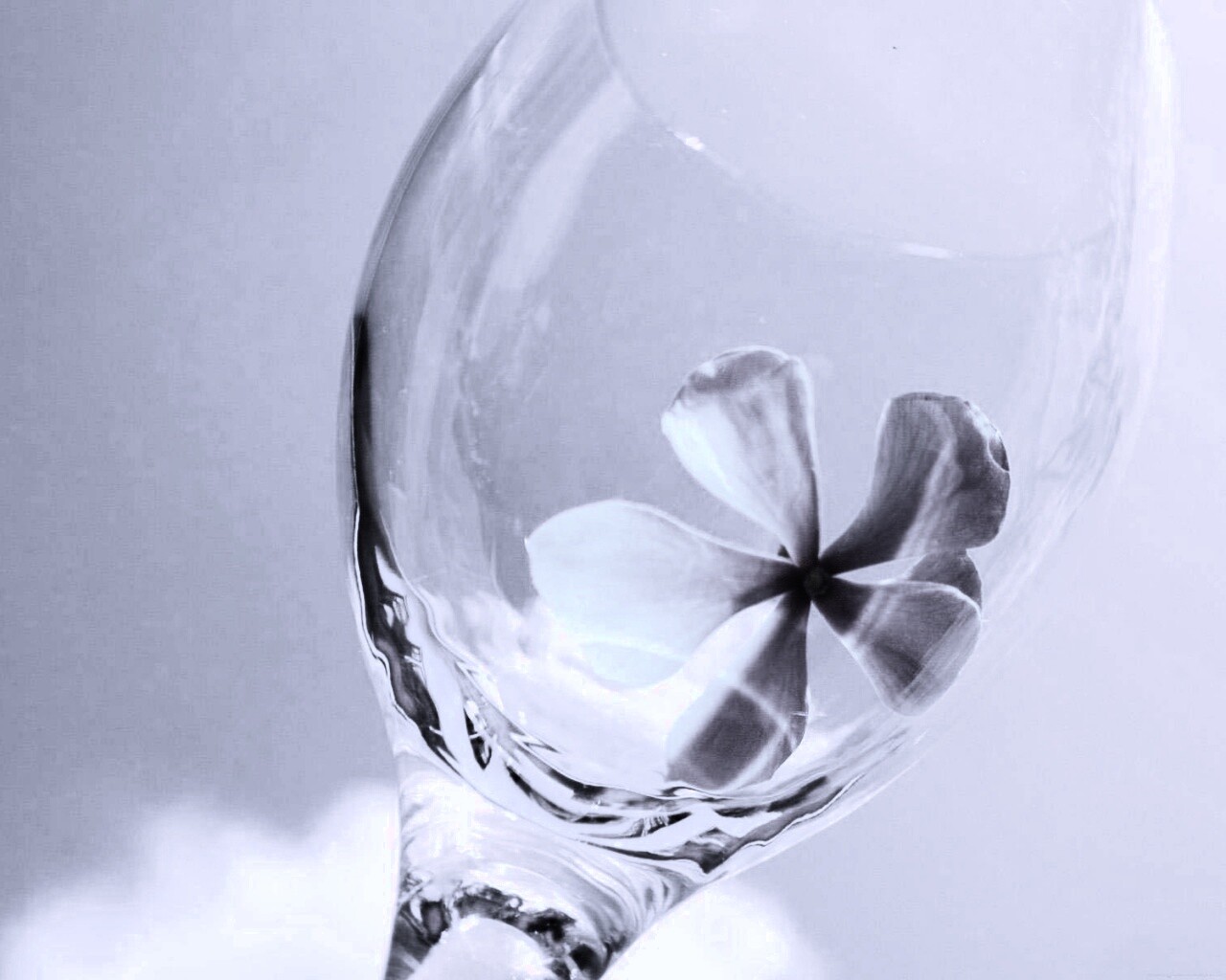 Нежный цветок в бокале на фоне голубого неба обои