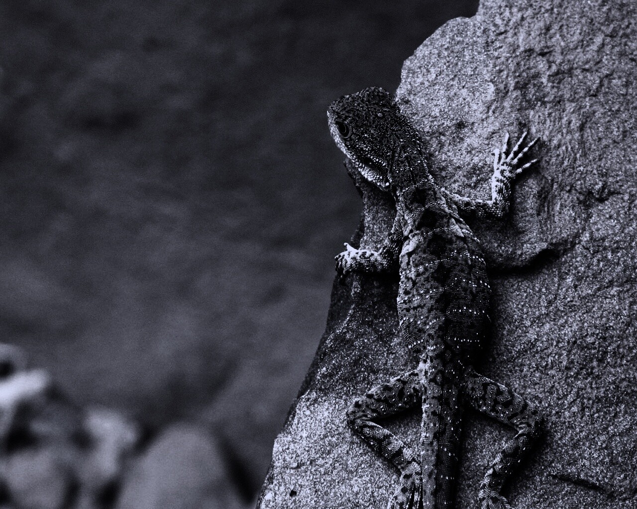 Ящерица на камне обои