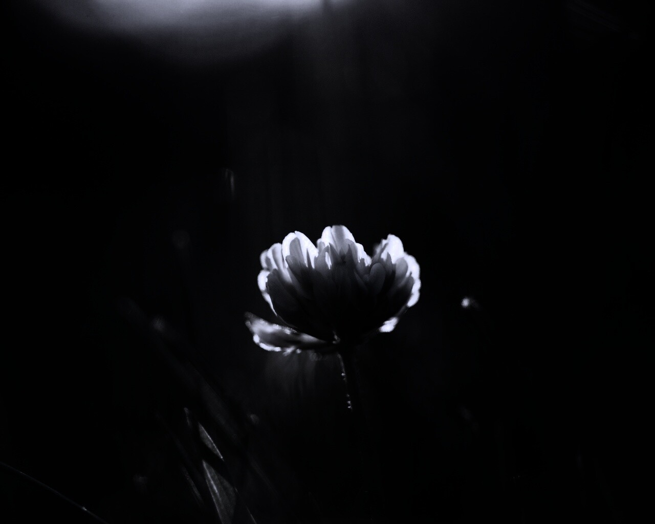 Белый клевер обои