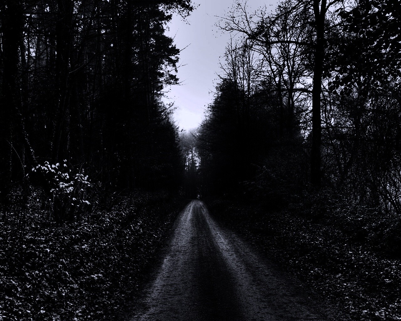 Дорога через лес обои