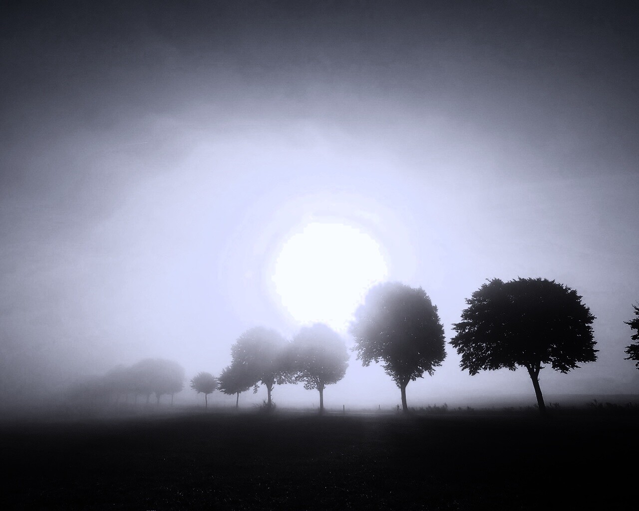 Деревья в поле обои