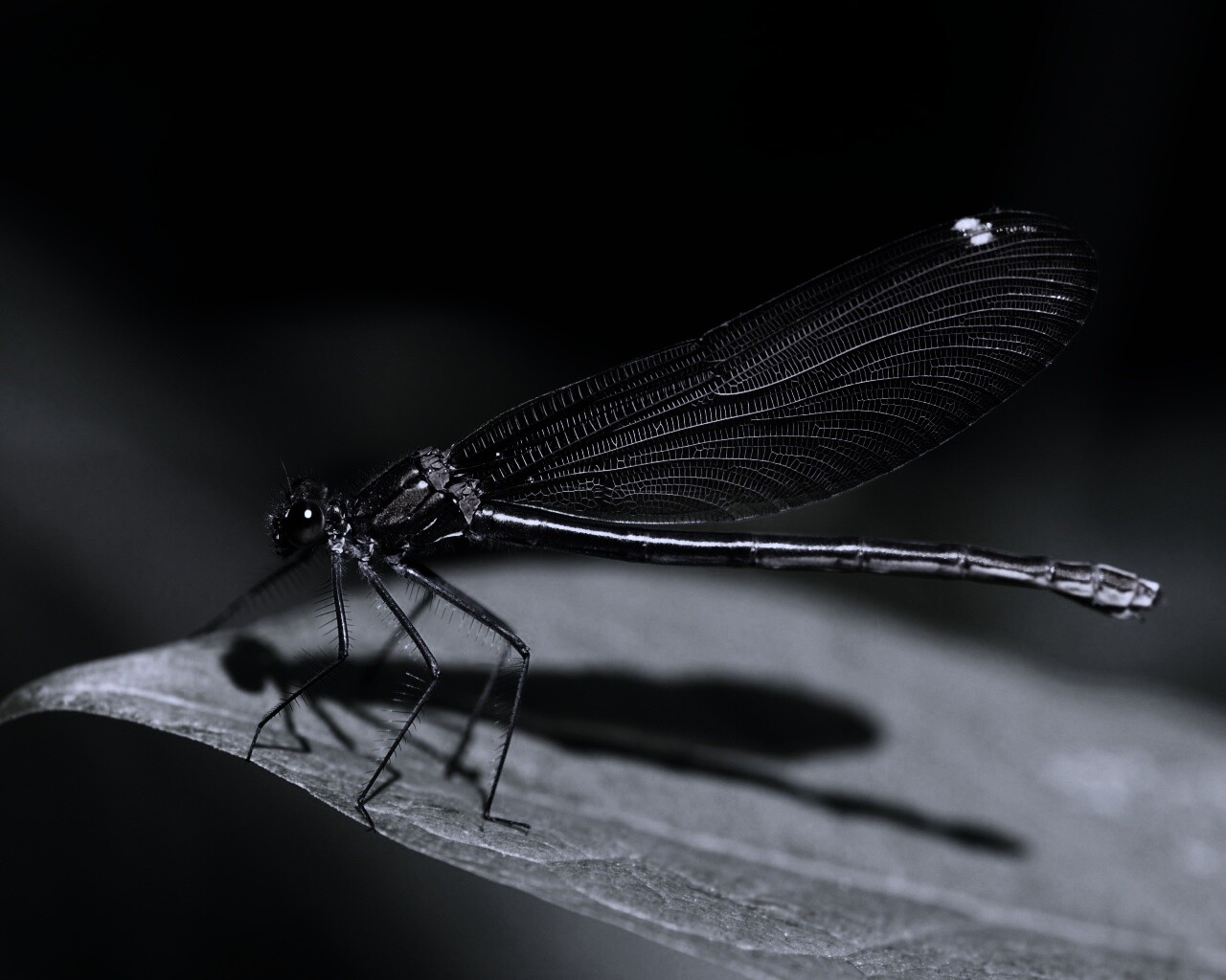 Стрекоза на листе обои