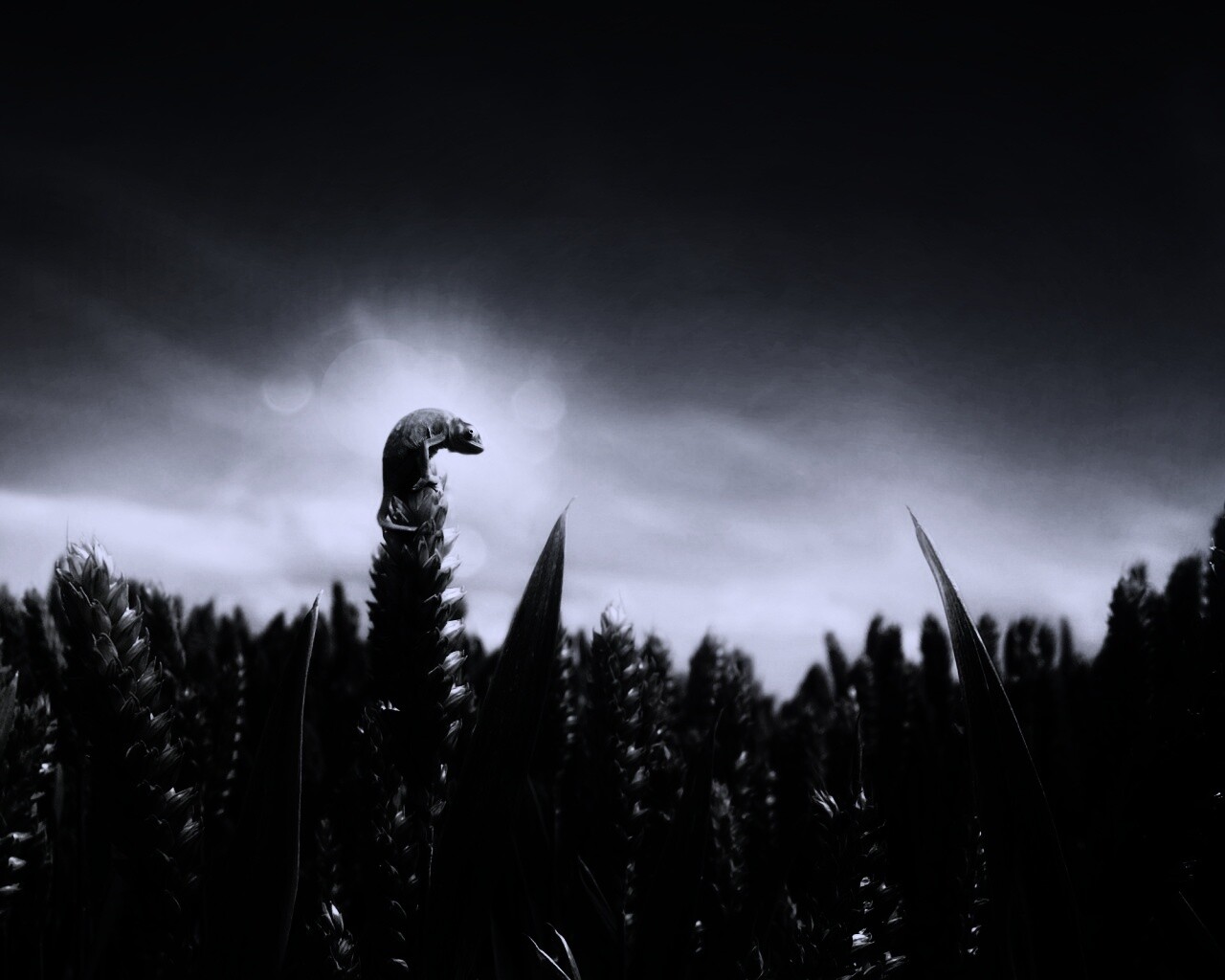 Маленький хамелеон на травинке обои