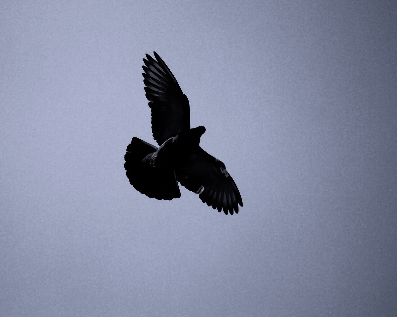 Голубь в полёте обои