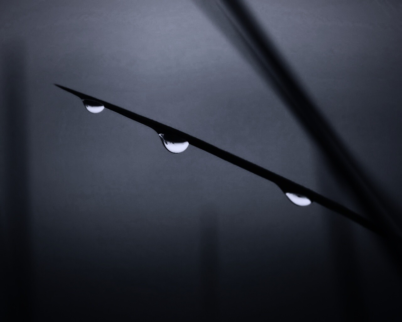 Трава после дождя обои