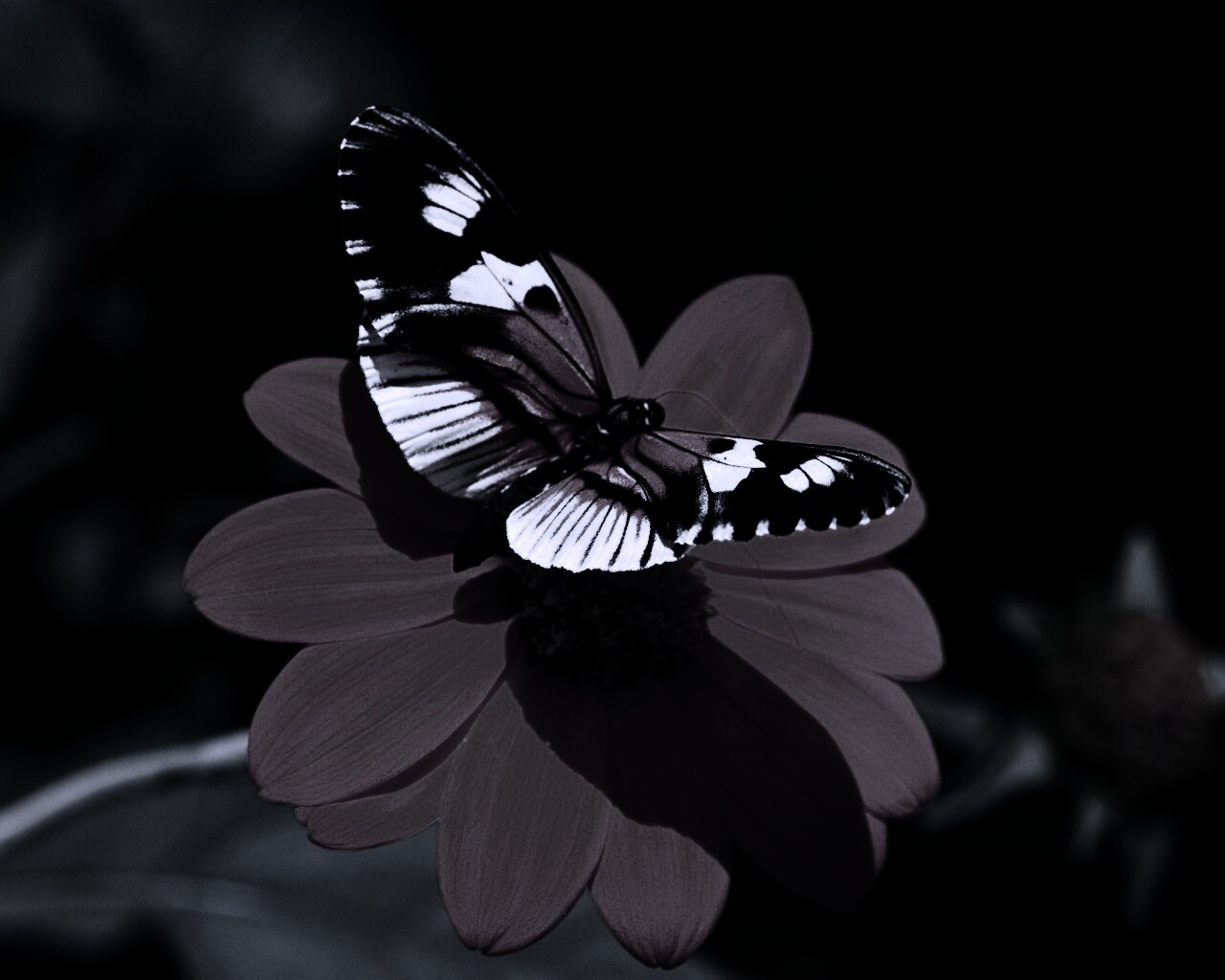 Бабочка на цветке обои