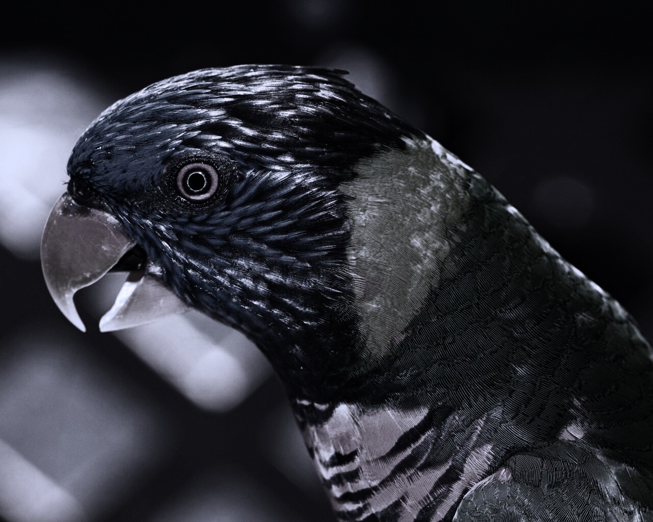 Красноглазйы попугай обои