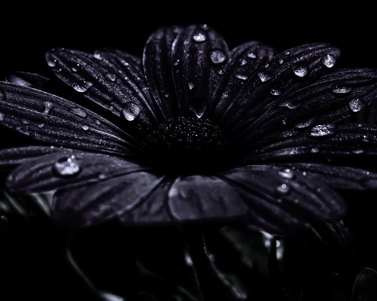 Мокрый от росы фиолетовый цветок обои