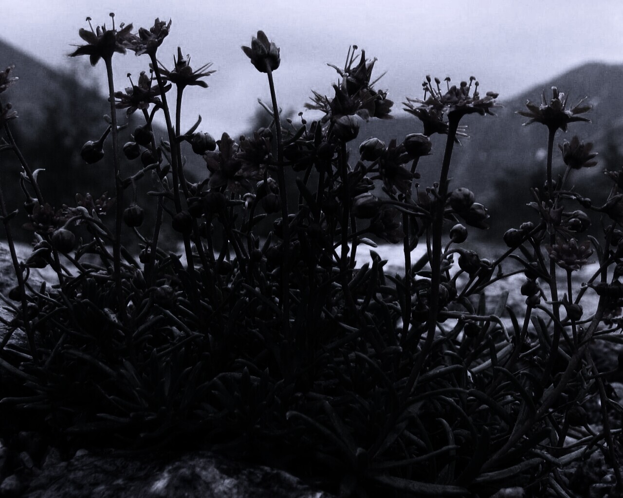 Горные цветы обои