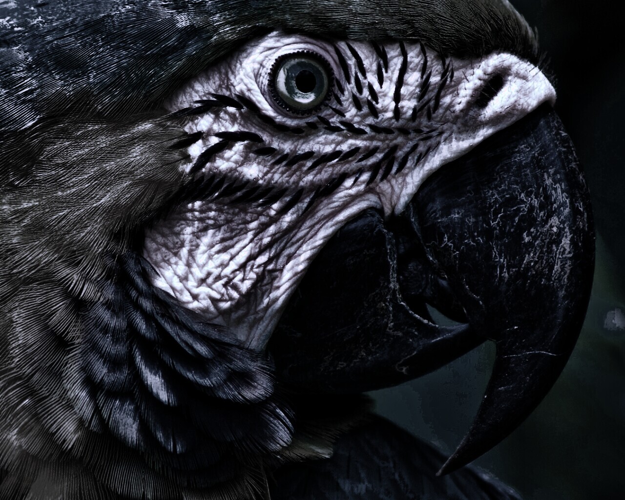 Попугай обои