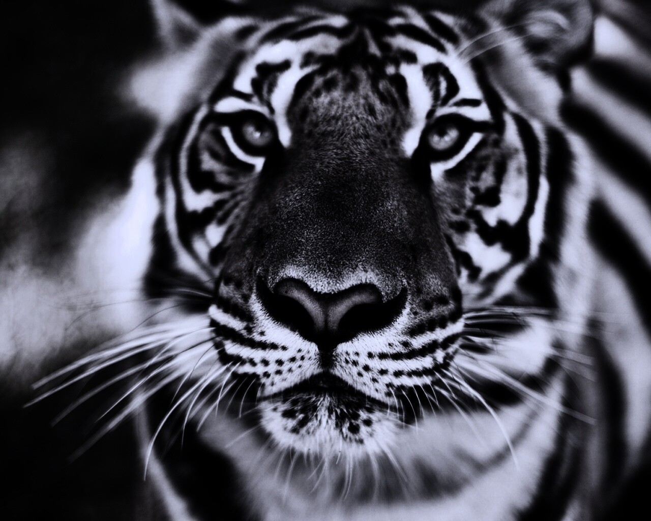 Красавец тигр обои