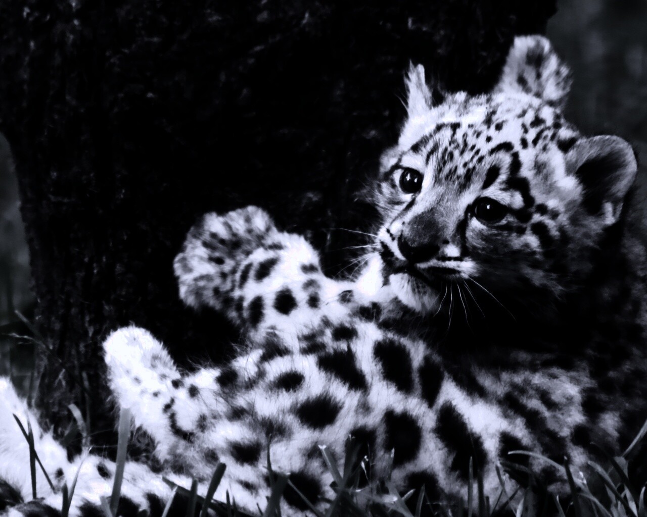 Котенок большой дикой кошки обои