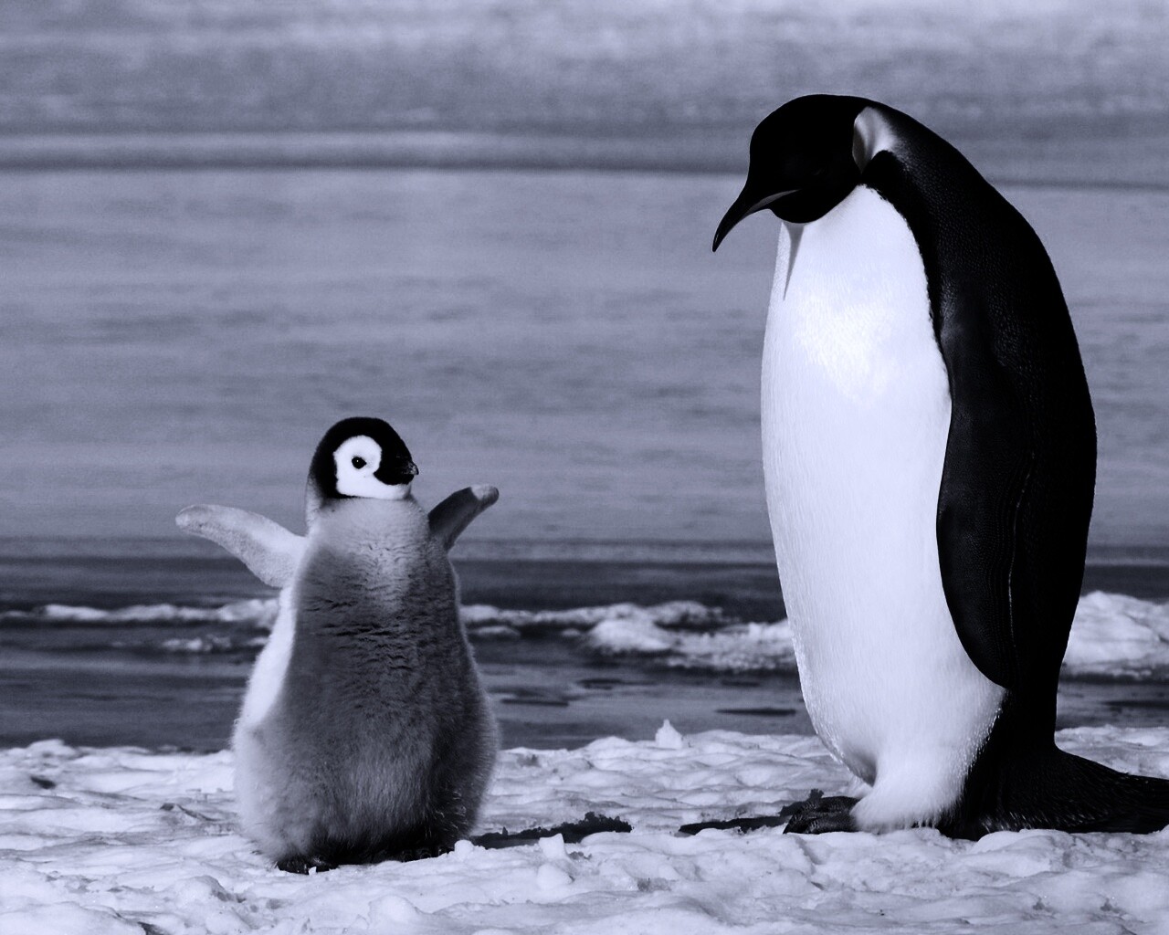Радостный пингвинёнок обои