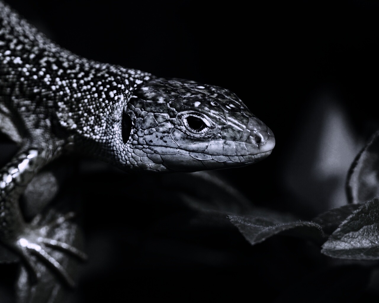 Ящерка на листьях обои