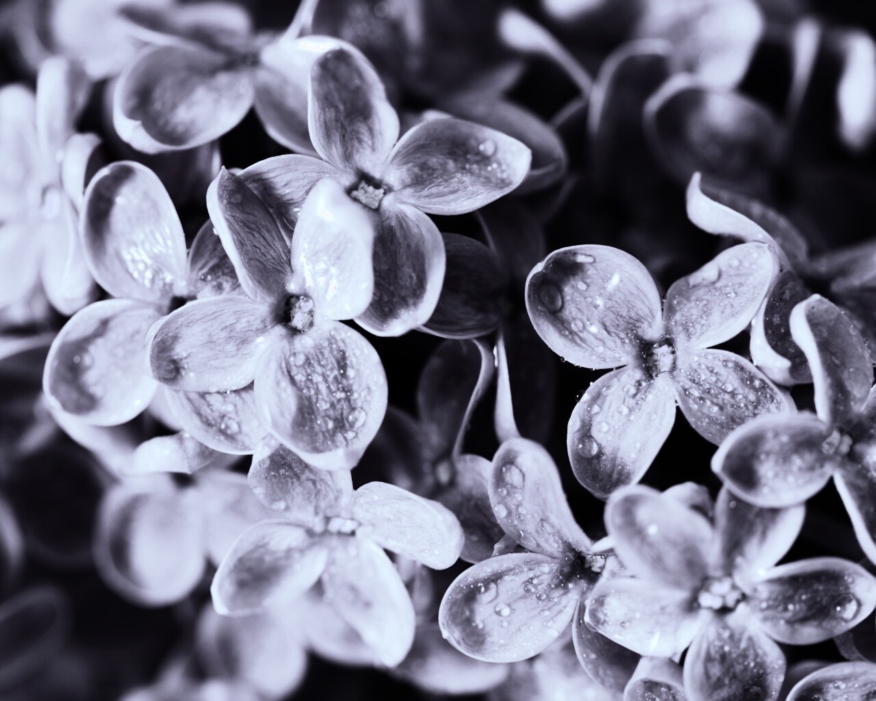 Цветы сирени обои