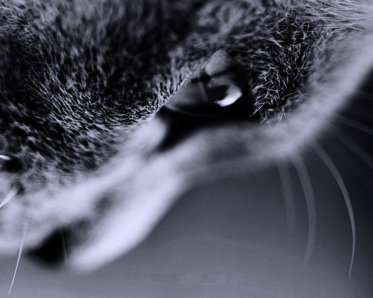 Макро фото мордашки кота обои