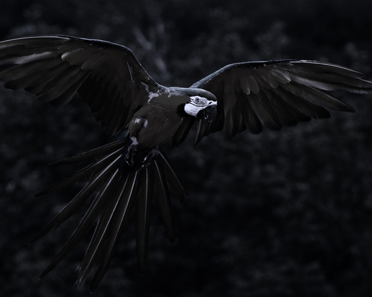 Летящий попугай обои