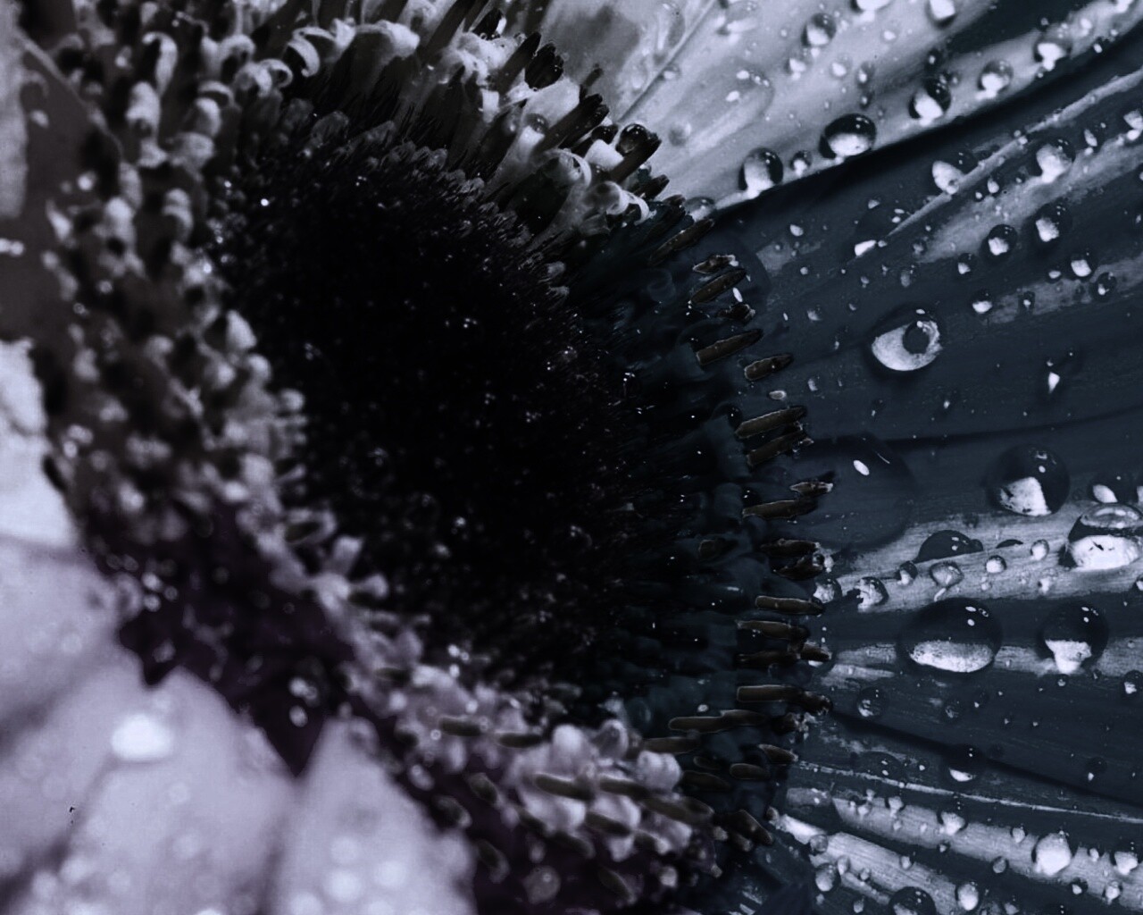 Цветик семицветик обои