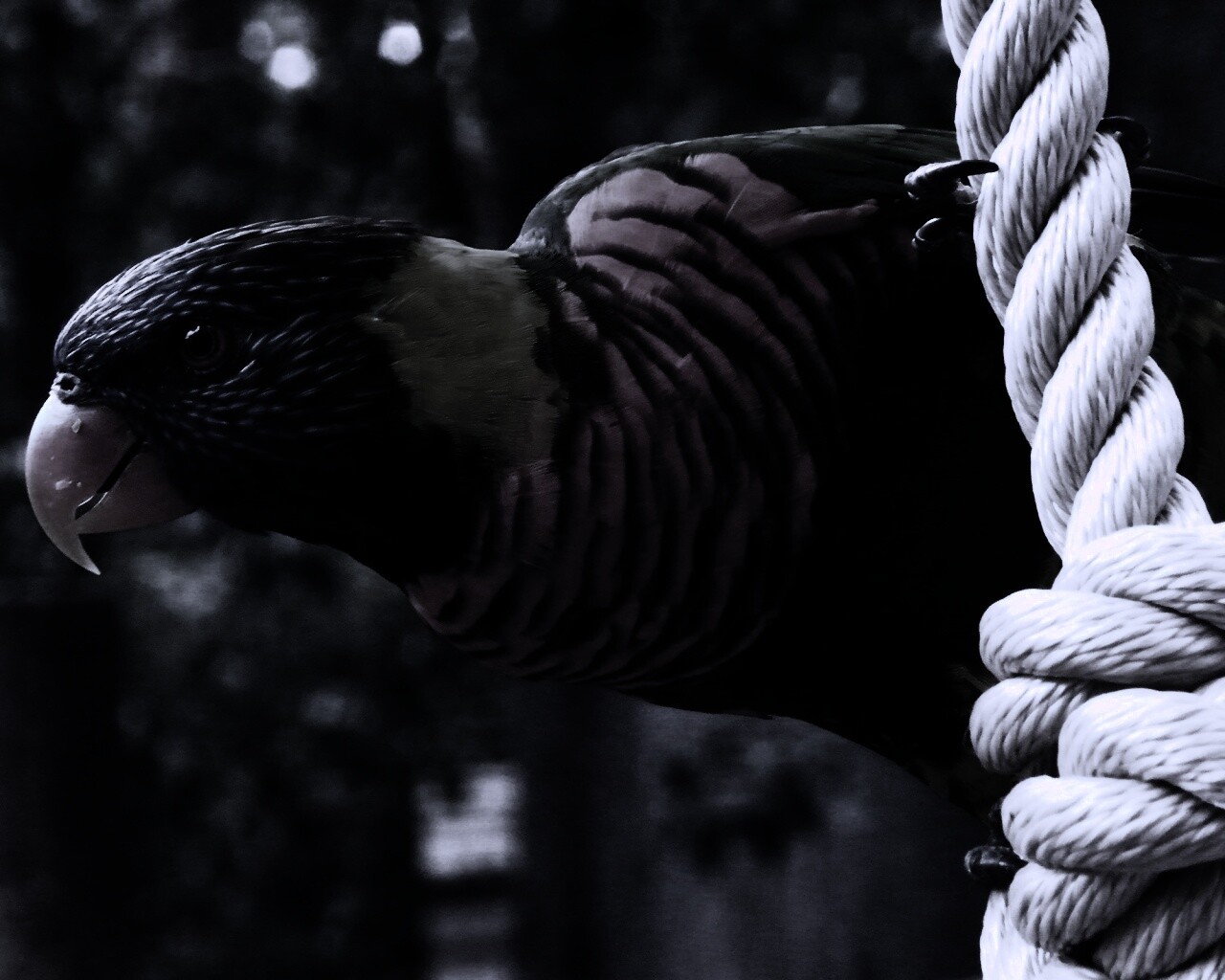 Попугай на канате обои