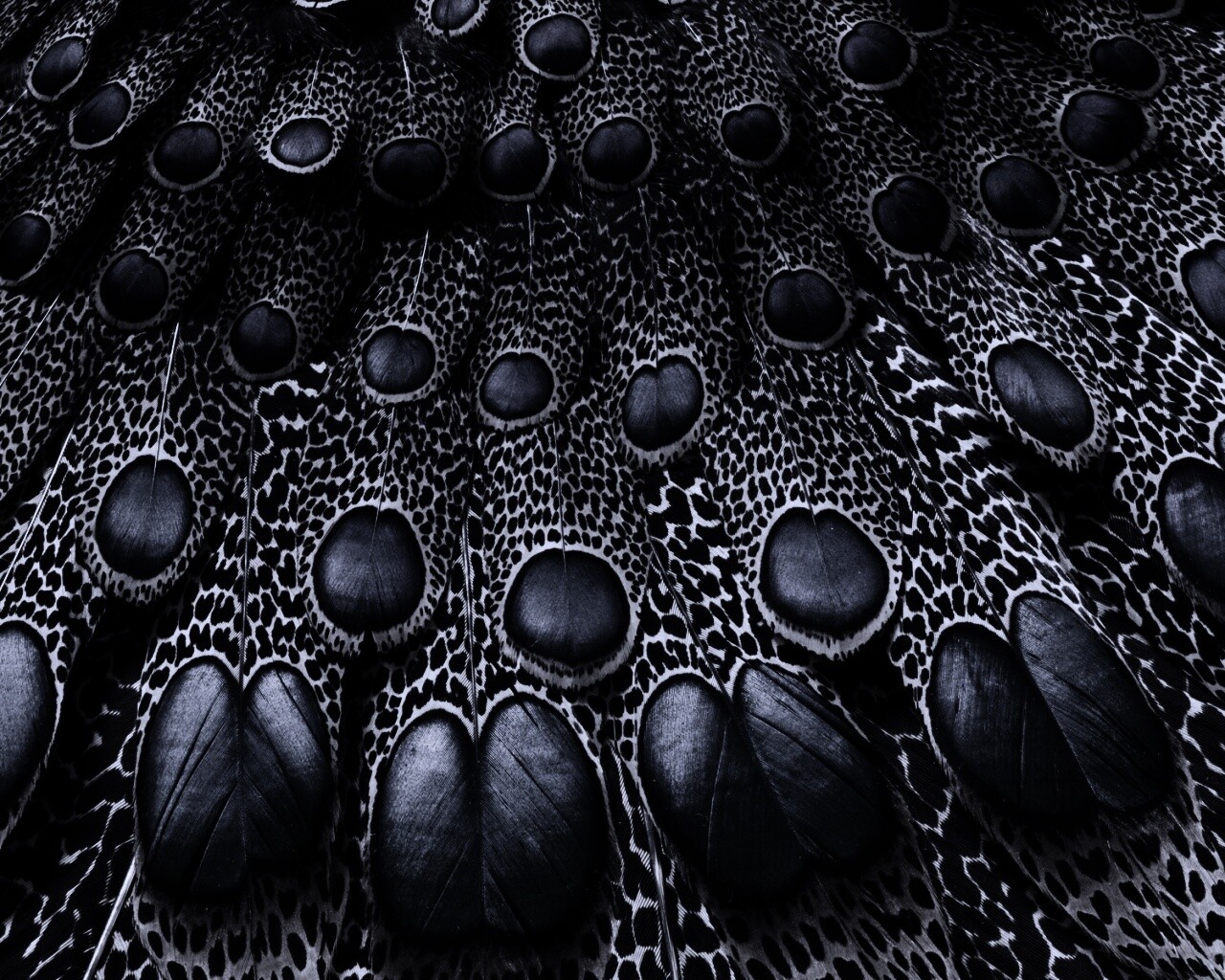 Хвост павлина обои