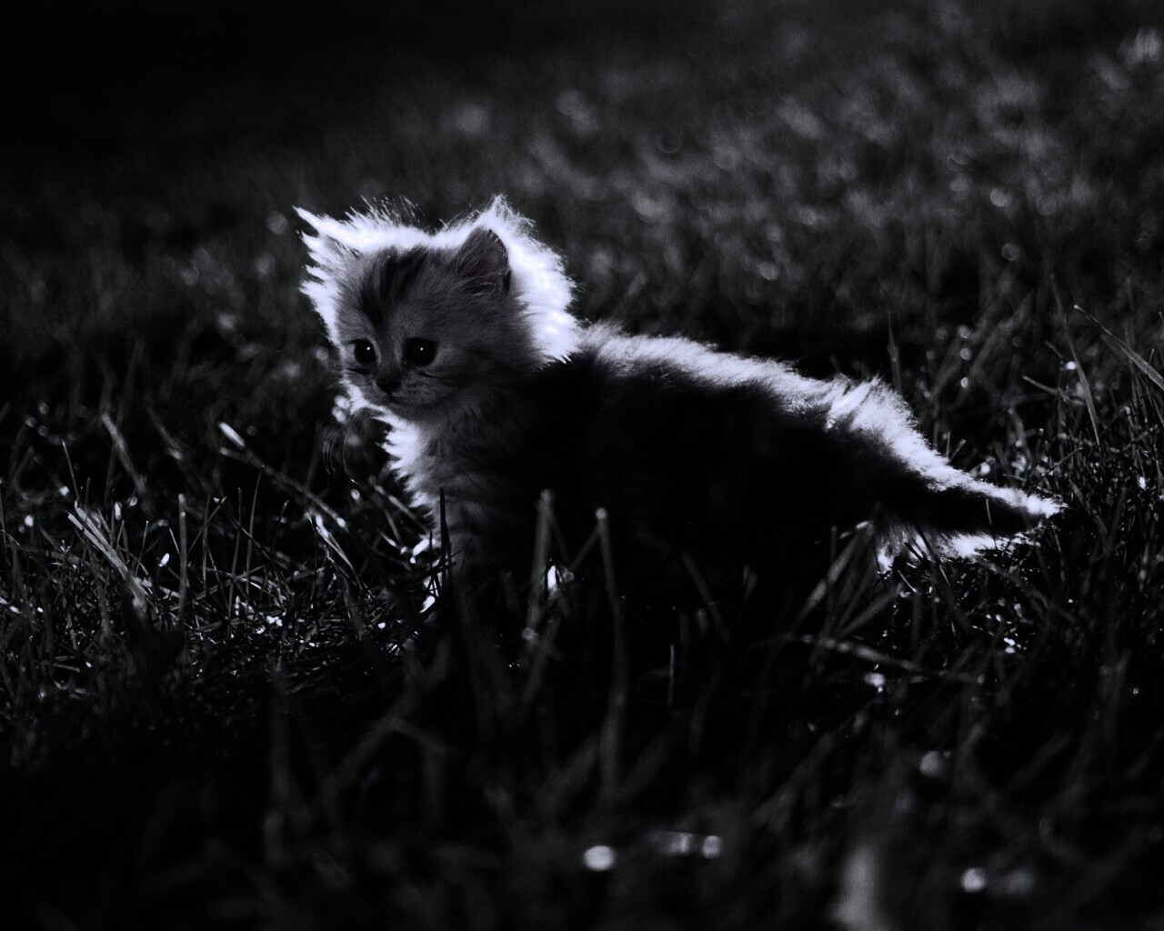 Котёнок в траве обои