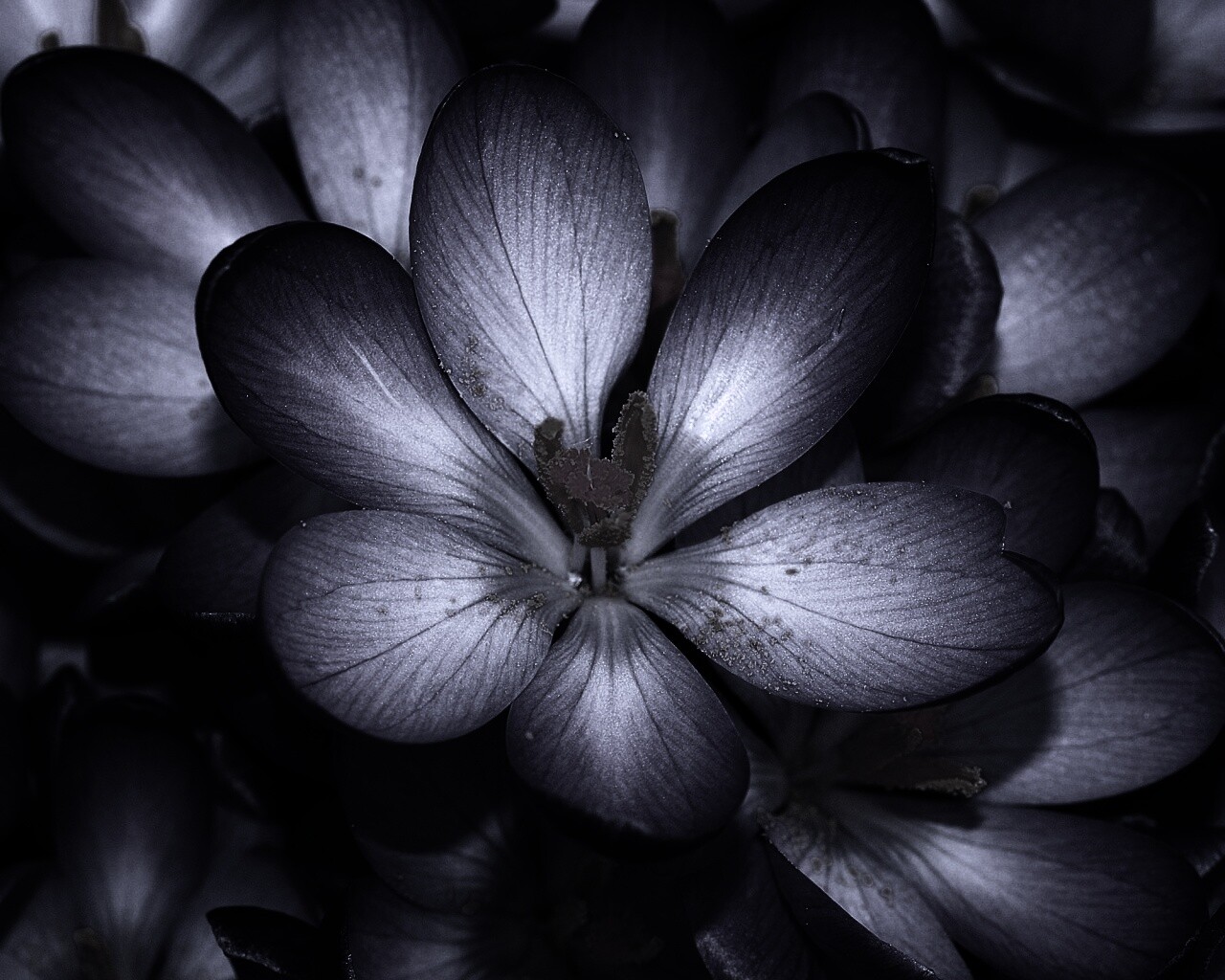 Сиреневый цветок обои