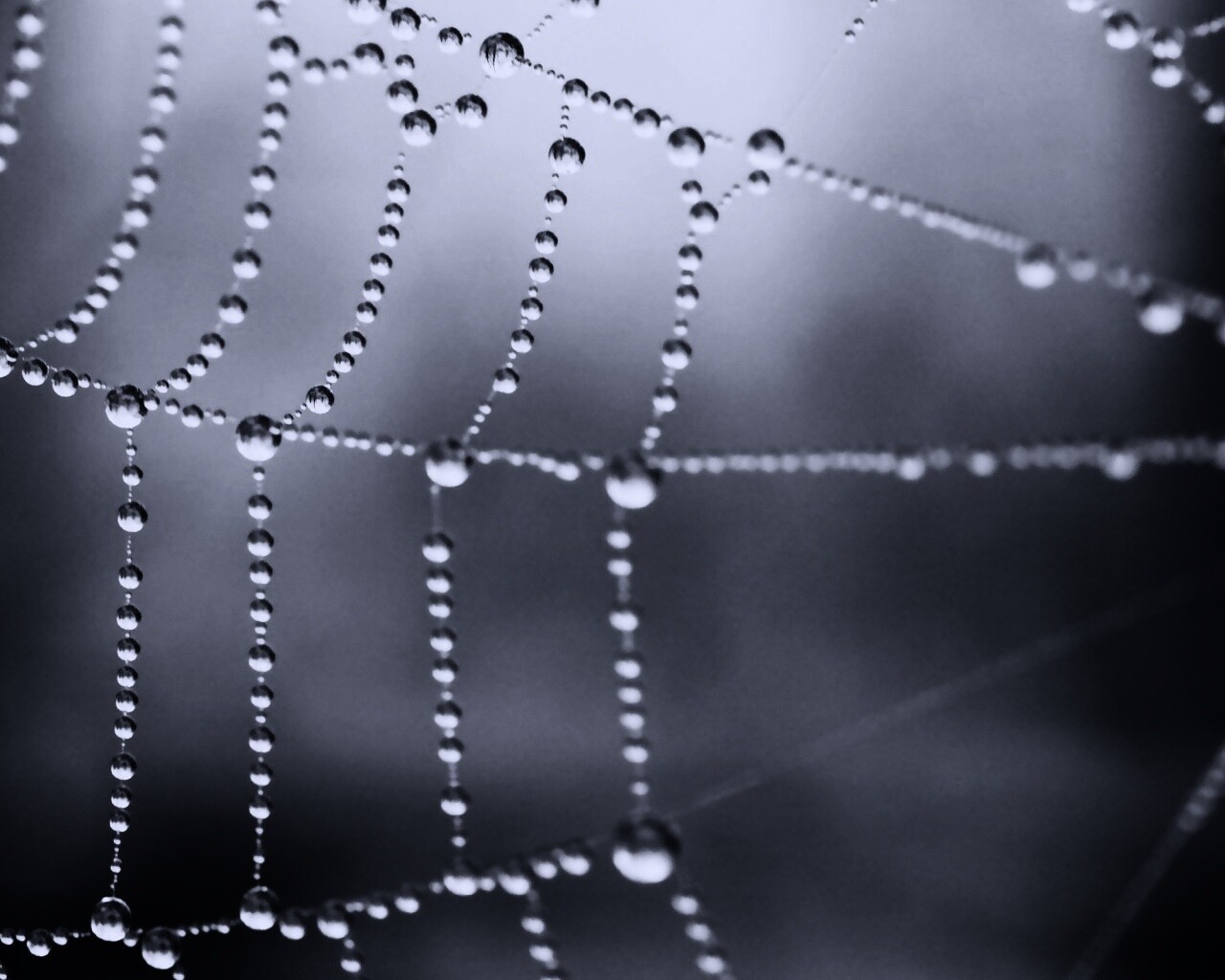 Капли росы на паутине обои