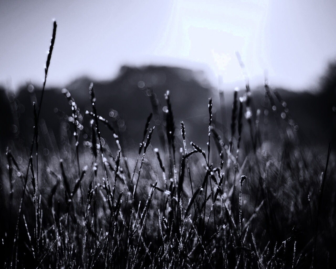 Поле пшеницы обои