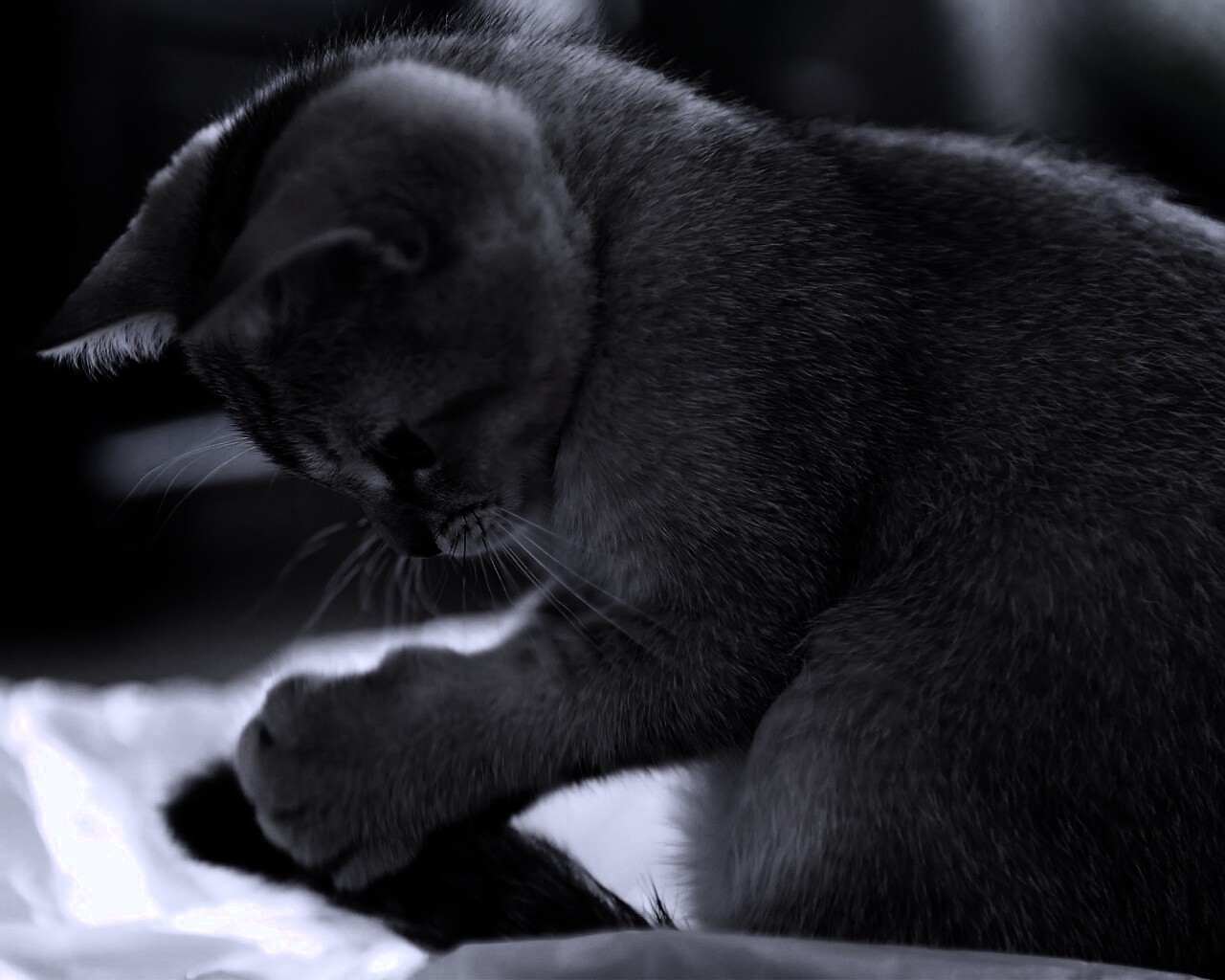 Маленький игруля обои