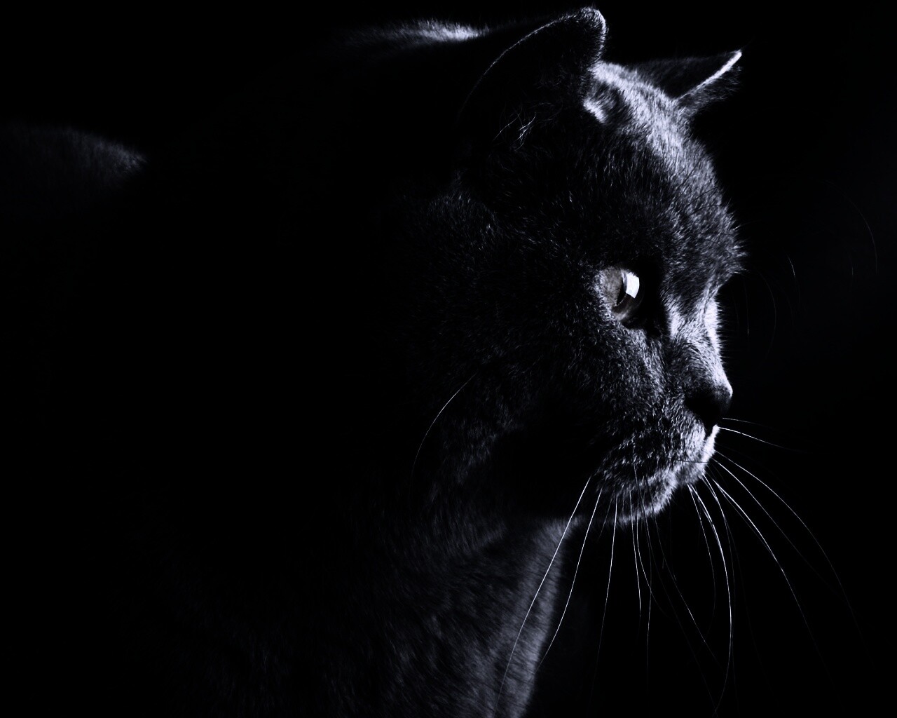 Плюшик  обои