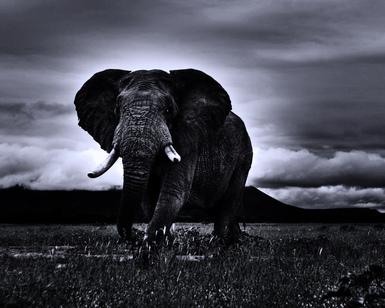 Слон на прогулке обои