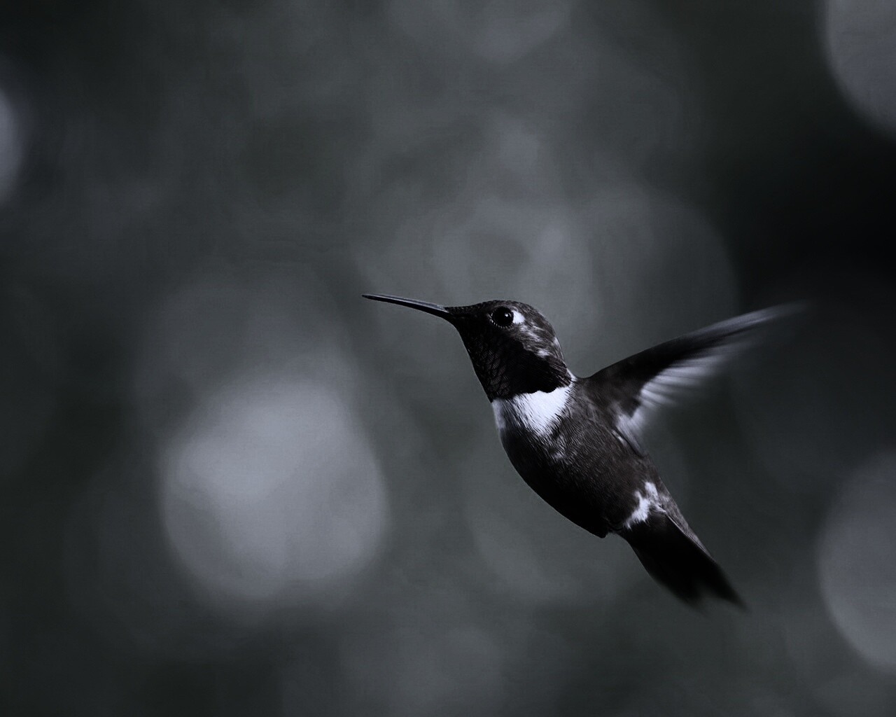 Маленькая колибри обои