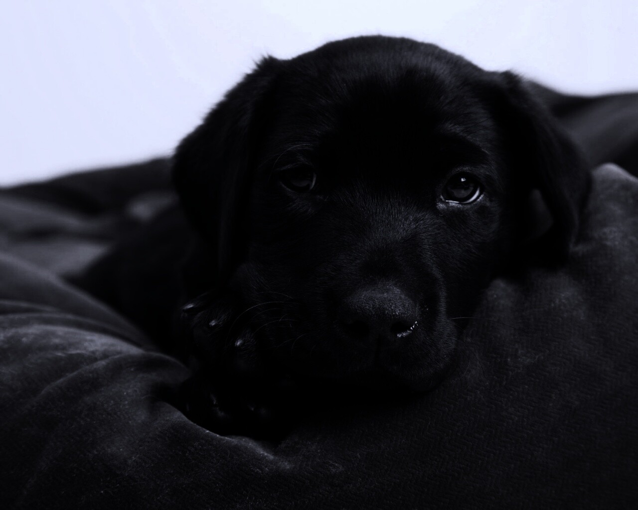 Сонный щенок немецкого поинтера обои