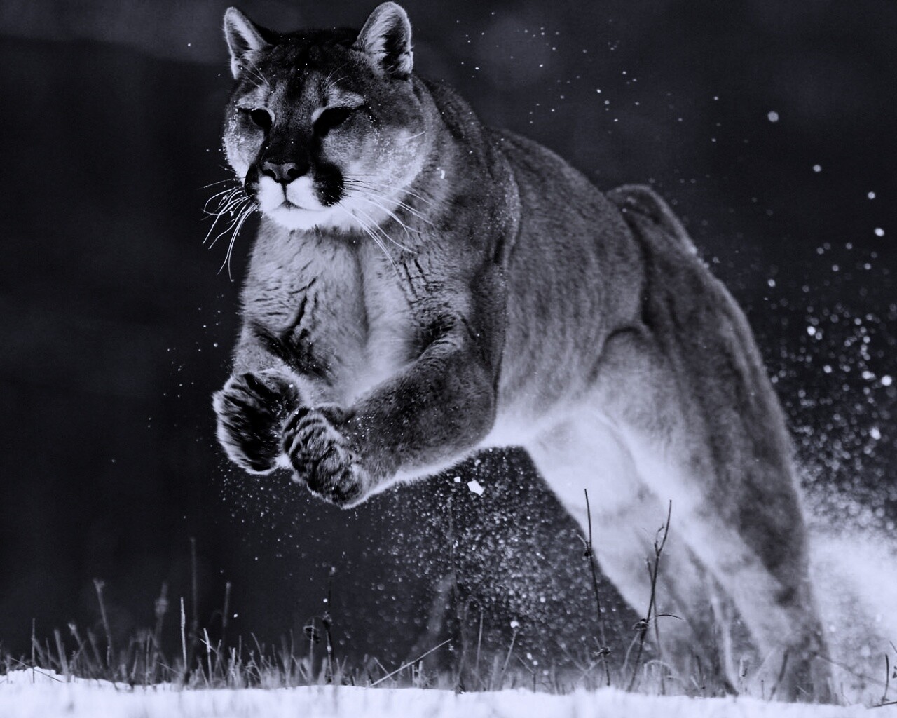 Снежная пума обои