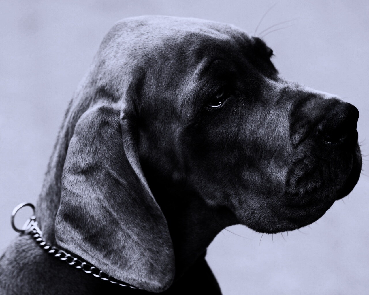 Грустная собака обои