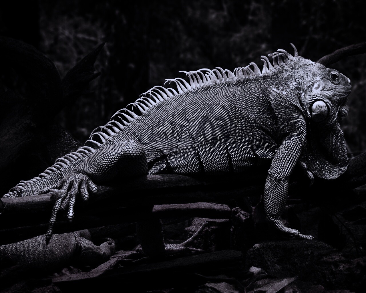 Большая игуана обои