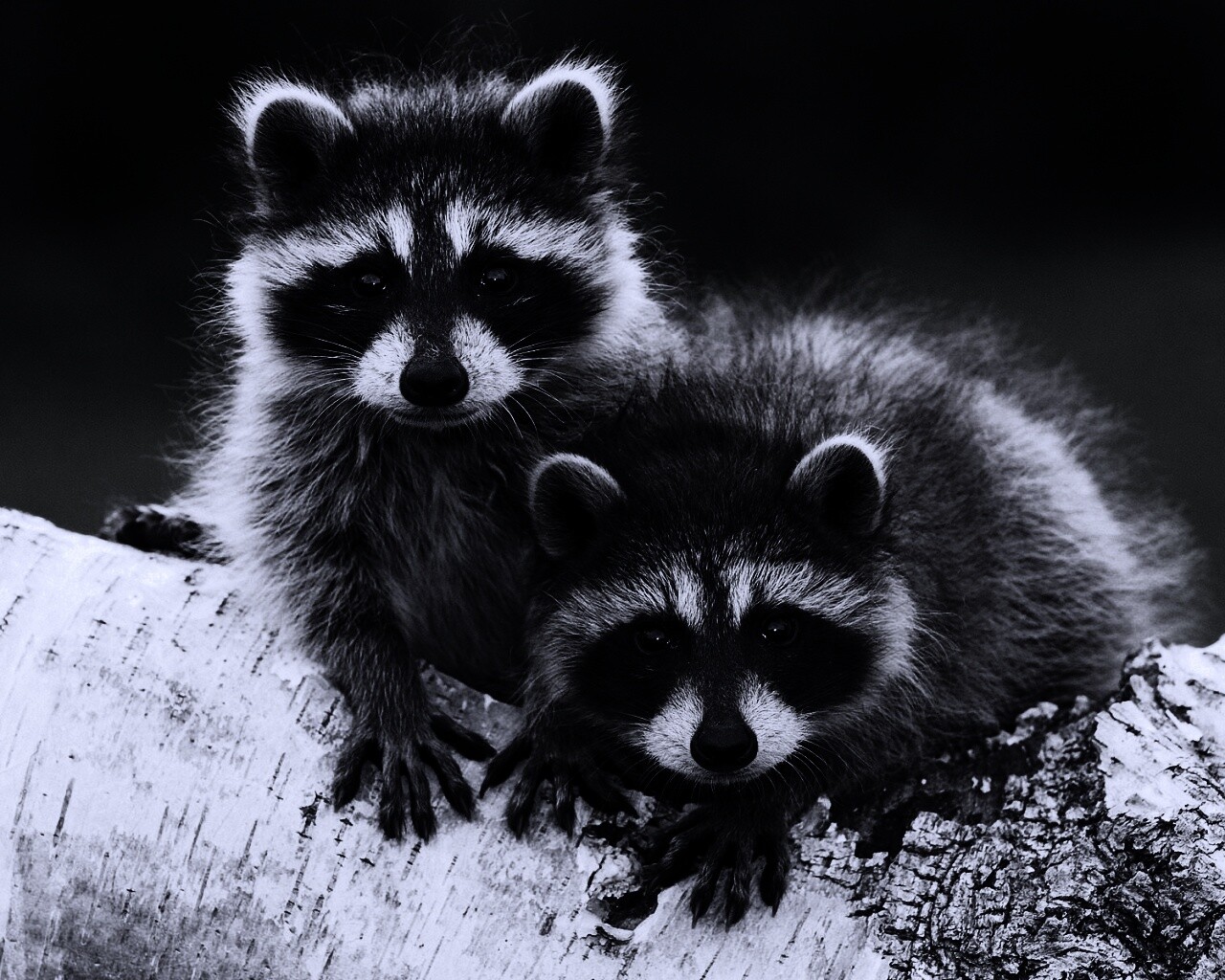 Полосатики обои