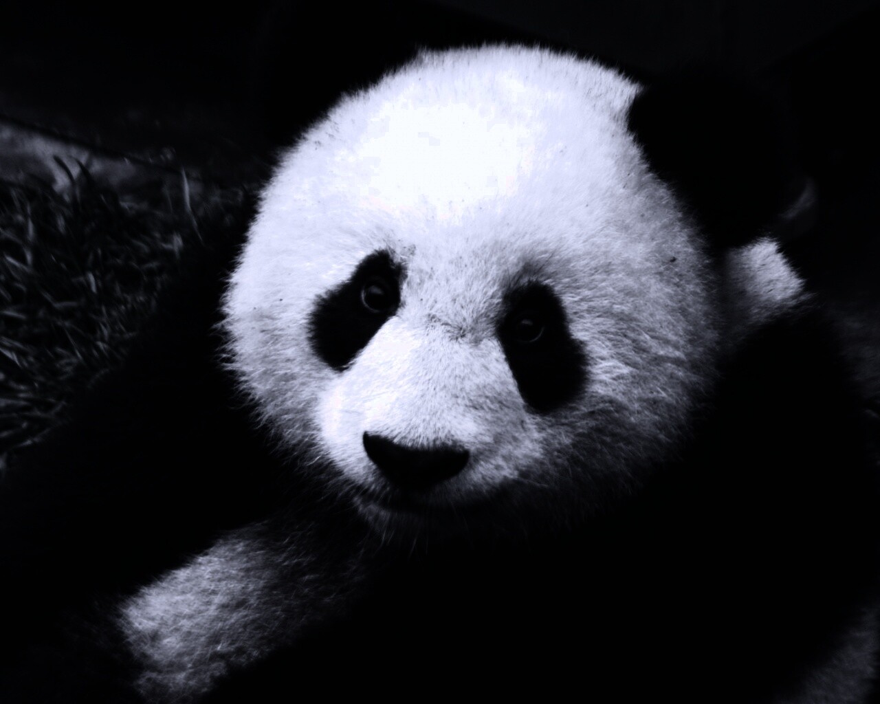 Взгляд.. обои