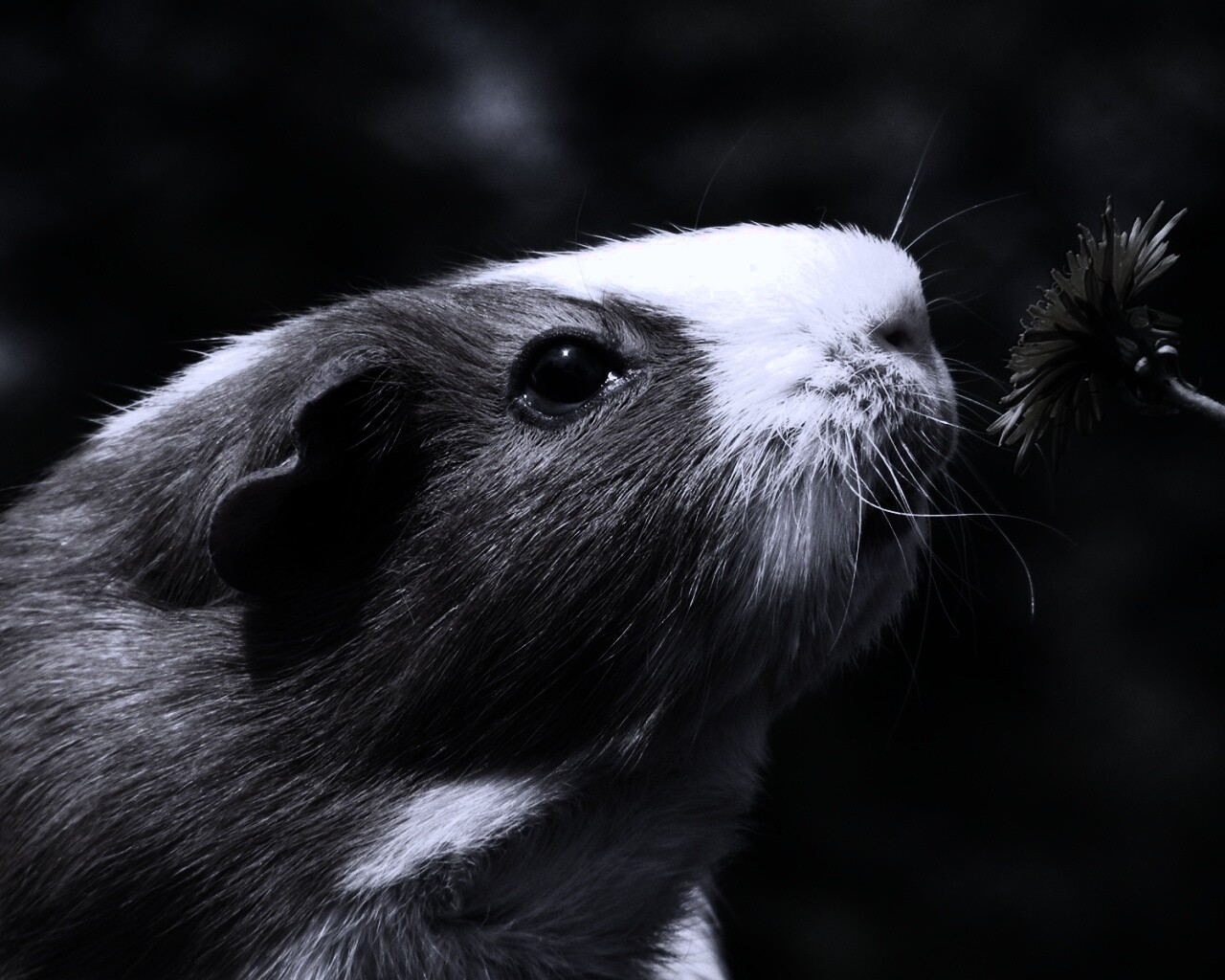 Морская свинка - романтик обои