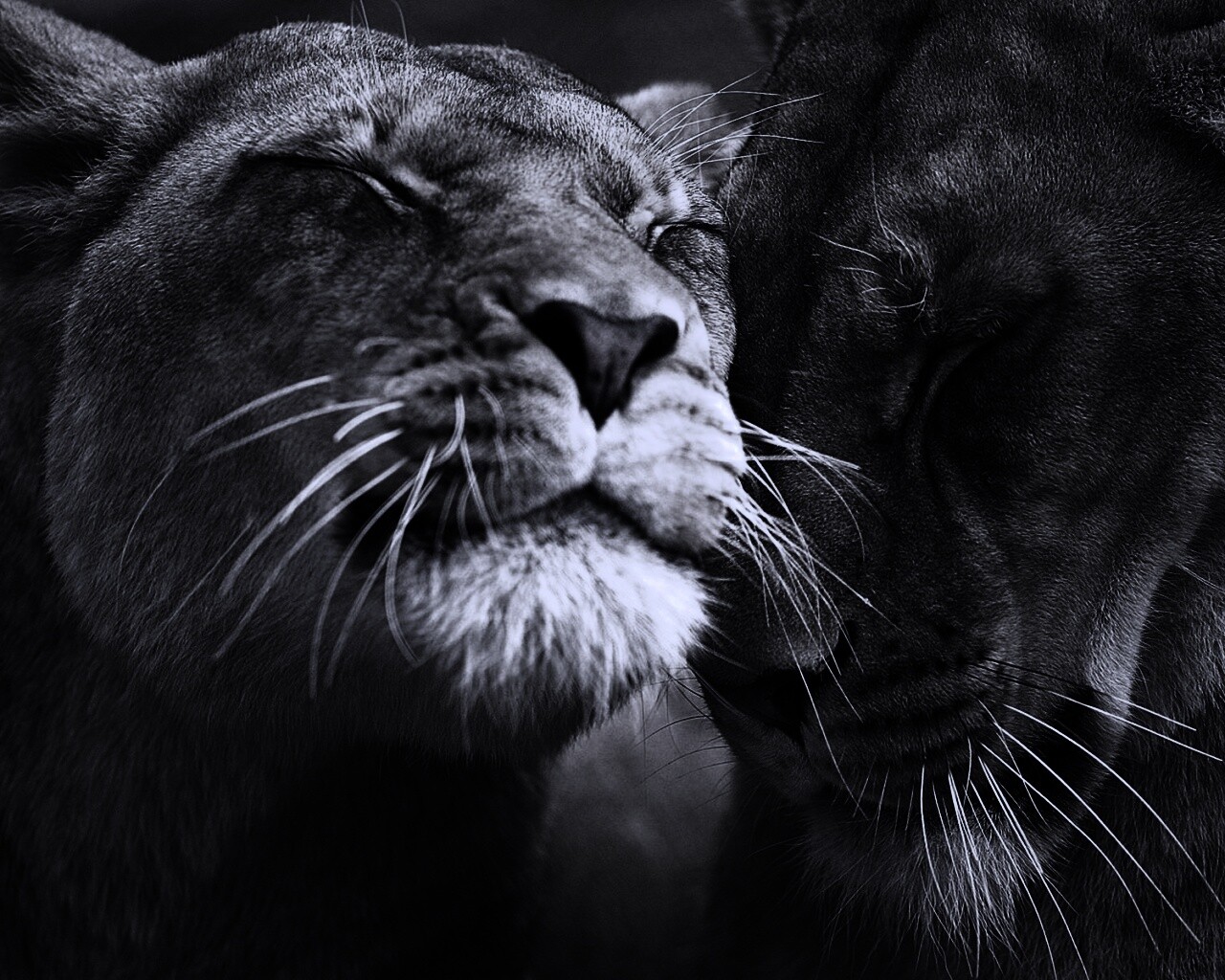 Нежные львы обои